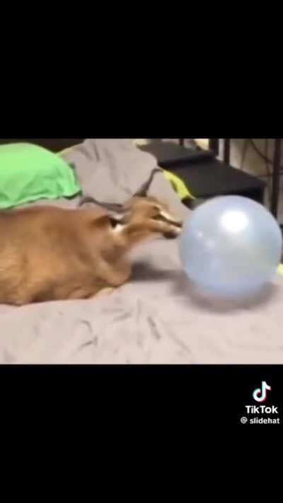 Cat vs Ballon