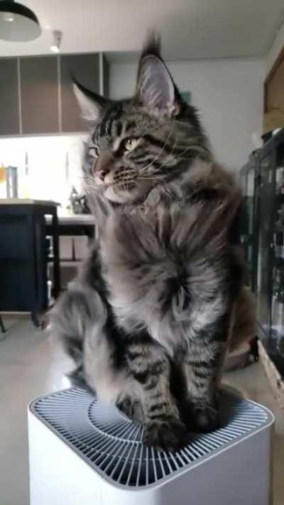 Chewie's Vouge cover shoot 😹