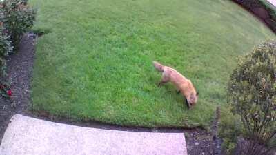 Gary the friendly suburban fox dropped by this morning