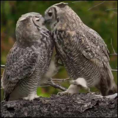 Romance between Owls