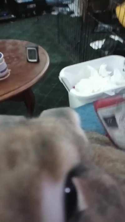 Another vicious giant bunny attack