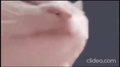 Sweet Little Dead VibeCat