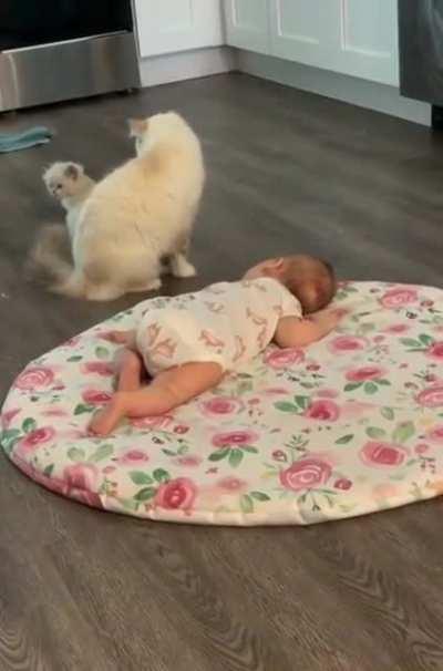 Mama cat wants her kitty baby to be friends with human baby