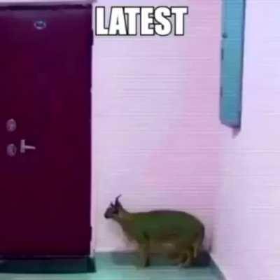 Big Floppa + Jack stauber = good meme