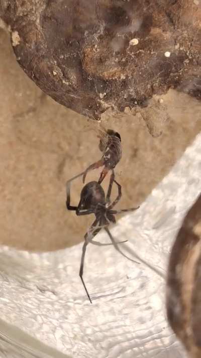 My pet Black Widow spider wrapping up an Earwig
