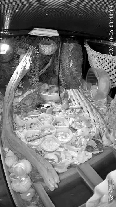 Night after adding a gallon of leaf liter, time-lapse 