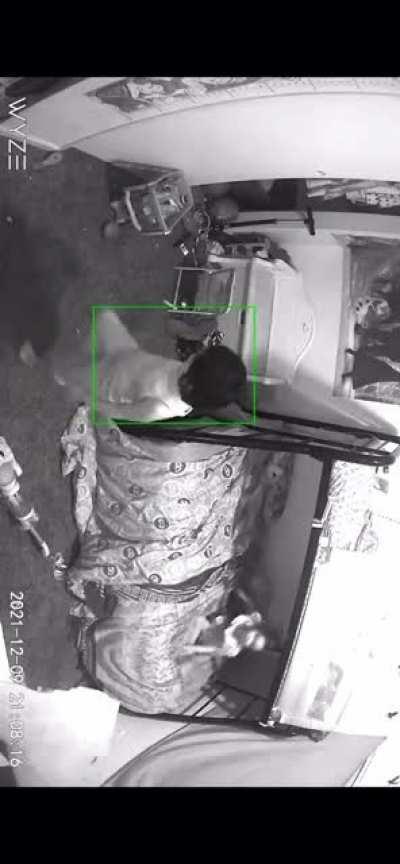 Spirit runs by my niece tell me what you guys think