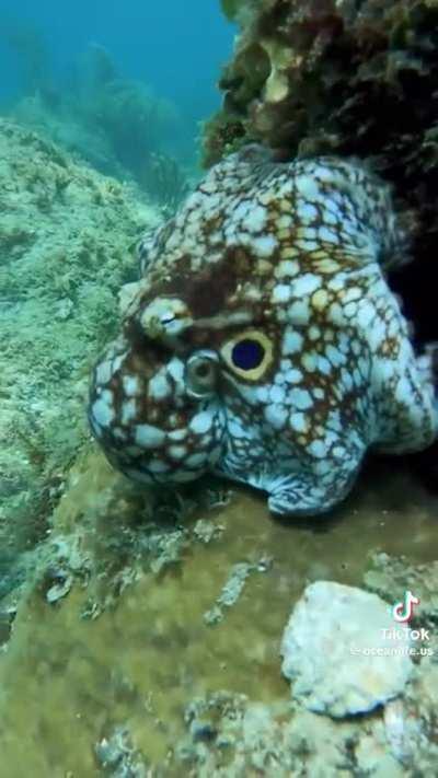 Underwater deception mastery