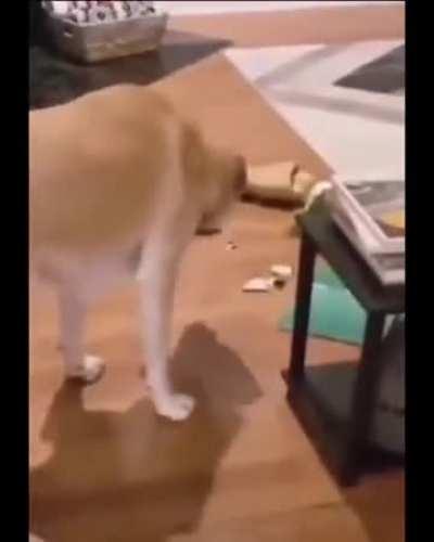 He knows he's in trouble