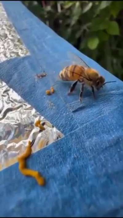 Have you ever seen a bee 🐝 poop. #unexpected #nature #bees #poop #amazing