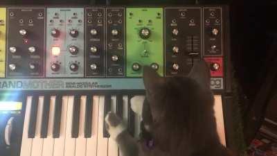 My synth cat discovered how to tweak knobs today (been playing keys for a while already). I’m so proud 😭