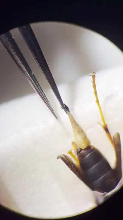 Please enjoy this parasite pull—Xenos peckii female from Polistes fuscatus!