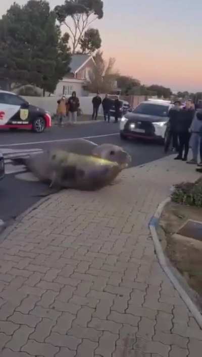 s u c c u l e n t criminal