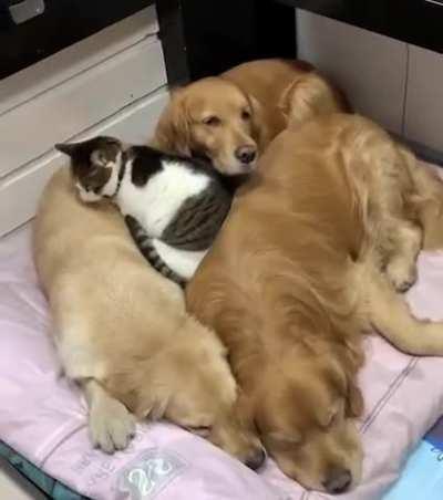 Cat Can't Resist Constantly Joining Golden Cuddle Puddle