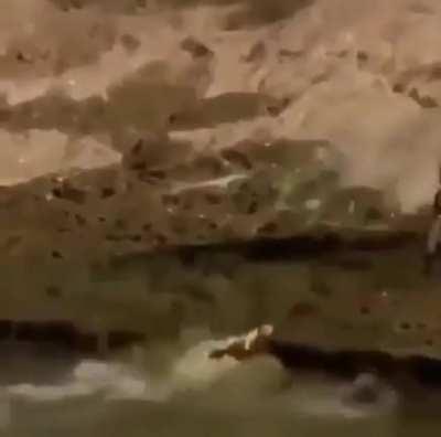 imagine being as useless as this alligator— like bruh... how?