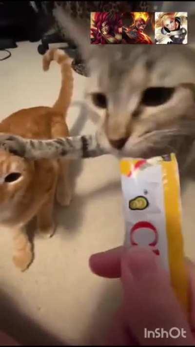 using mage supports be like: