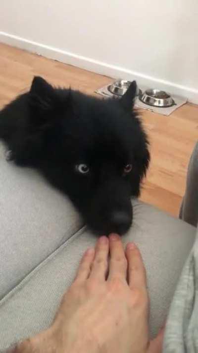 Baloo all polite and cute asking for pets