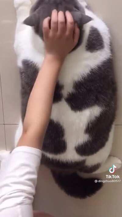 r/chonkers would love this obese cat