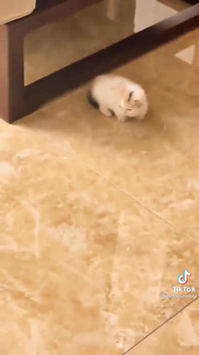 i’m sorry for tiktok but it’s sooo smoool and floofy