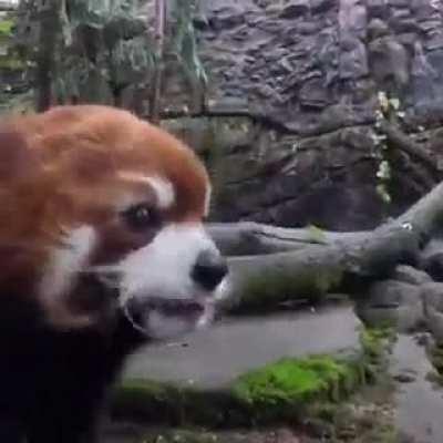 Redpanda's snacks 🥨 Time