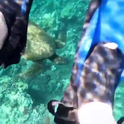 Panda 🐼 Bubbli, and one lucky turtle ❤️❤️