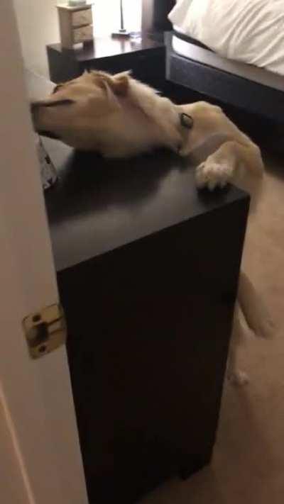 Doggo eating cat food