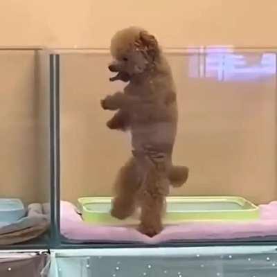 Pooch vibes 🐩🕺