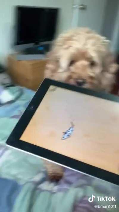 BEGONE VIRTUAL CREATURE