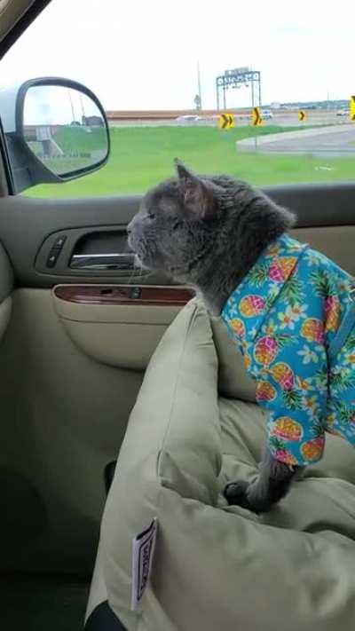 23 year old Bertram went to work with me and spent casual Friday yelling at traffic.