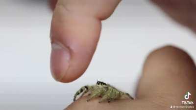 Look at this hyllus diardi get bonked.