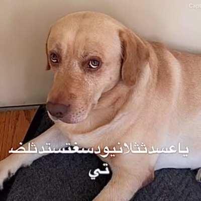 arab labrador💥💣🤬