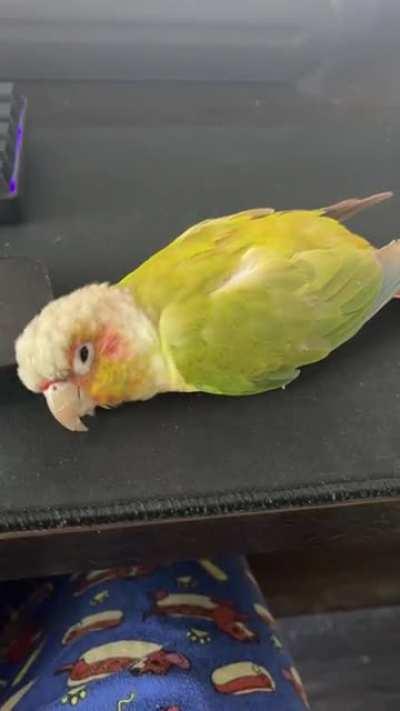 He REALLY likes that wrist rest…