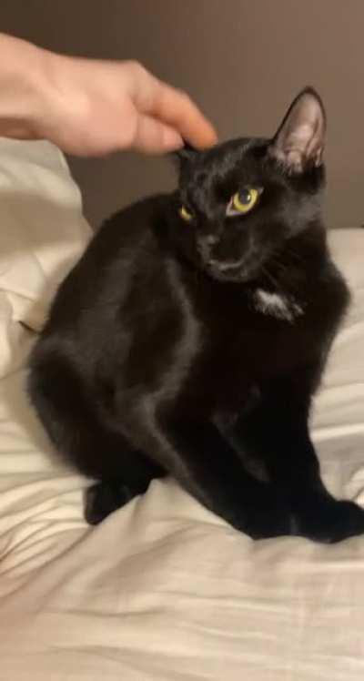 Reaper doesn’t like to be pet😭