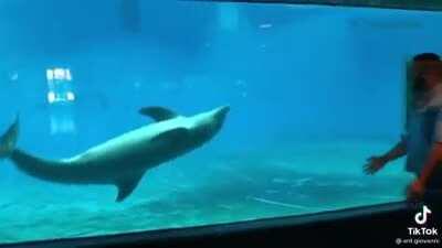 Dolphin dude mucking about with his human bro