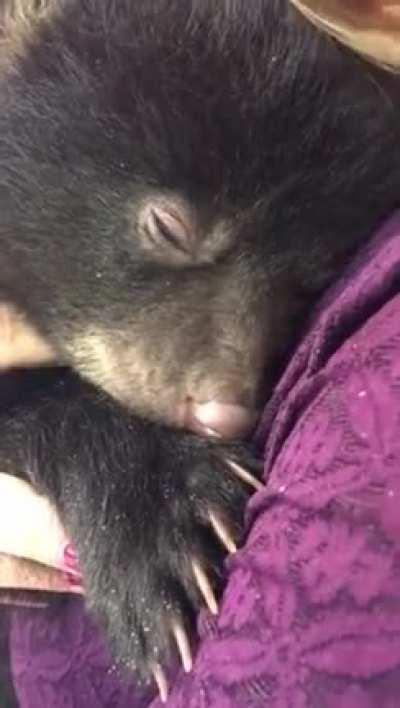 Bear cubs sound like a flooded engine when they purr