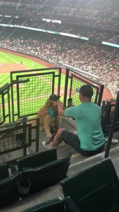 Good boy trying his hardest to pose with food at the ballpark