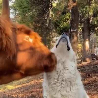 Have you licked your best friend today?