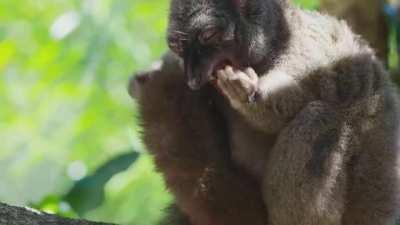 Lemurs get high by biting cyanide secreting millipedes