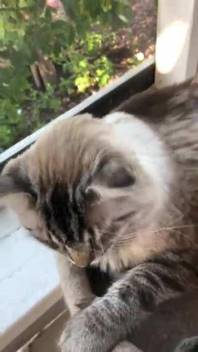 POV cat petting simulator