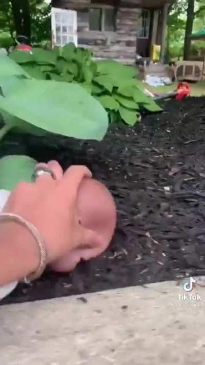 Even the fucking dog is a chad