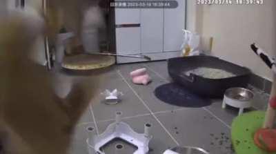 The cat looking around at the end like 