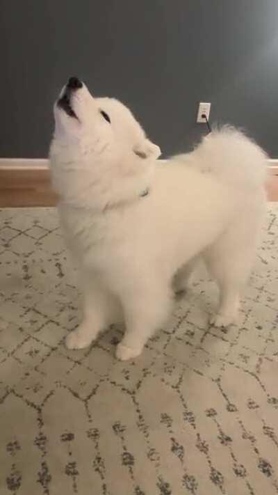 A rare awoooo from Beira