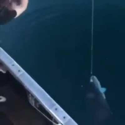 Y así es como matas a un pez