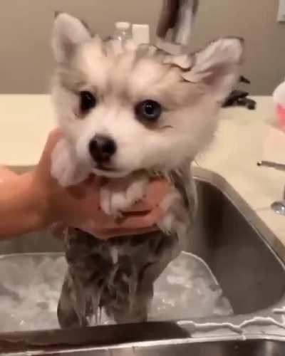 Laundering the bear cub...=)