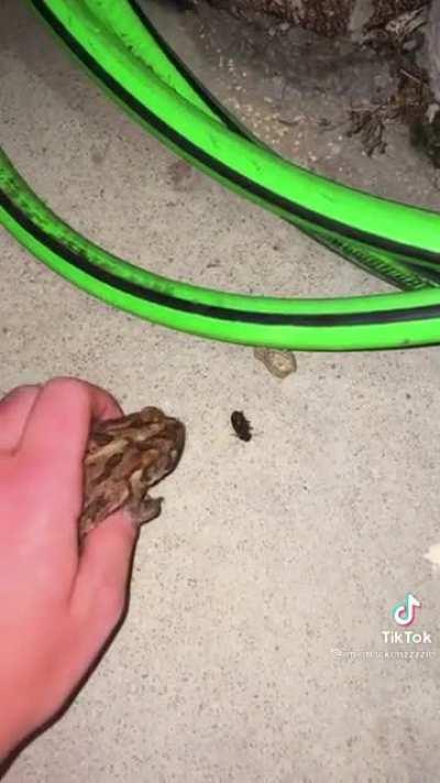 Instead of killing the toad she turned it in to a gun.