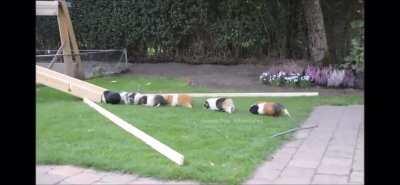 if you ever wanted to see a guinea pig train^^