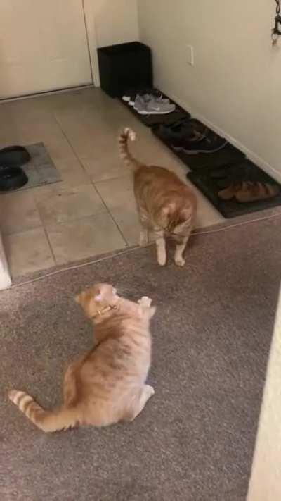 The battle of the Chonkys!