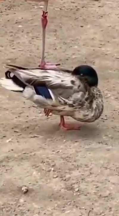 🦆 Alright…who wants to tell him 🦩