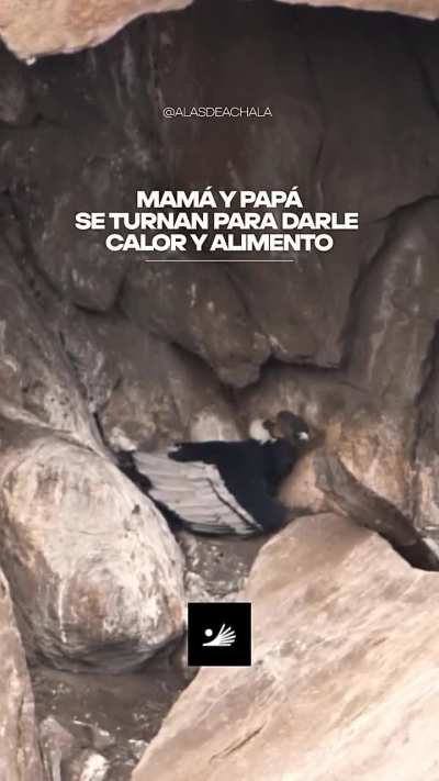 Nació un pichón de cóndor andino y sus padres se turnan para cuidar al pequeño