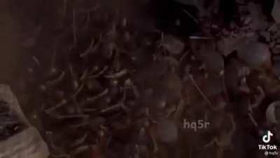 Islamic golden age, found it on discord